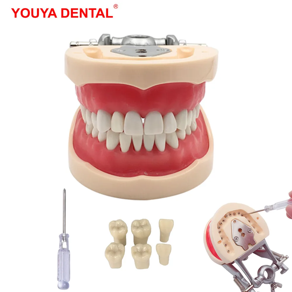 Dantų Modelį Su 24/28/32 įsukamas Dantų, Danties Modelis Pildymo Mokymo Demo Odontologijos Priemonė, Laboratorinės Praktikos Priemonė